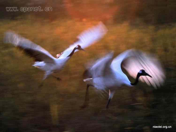 中国著名丹顶鹤摄影家沈立华遗作 中国著名丹顶鹤摄影家沈立华遗作