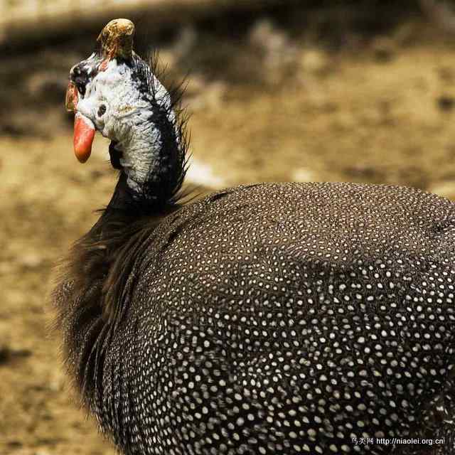 最美的鸟和最丑的鸡