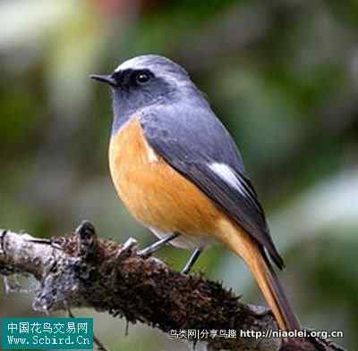 红尾鸲与蓝尾鸲