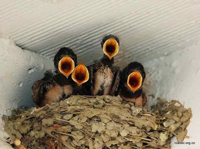 嗷嗷待哺的乌鸫