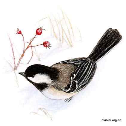 美国50州的州徽、州花、州树、州鸟(上)