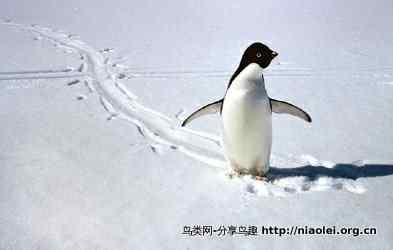 史上最全的企鹅知识