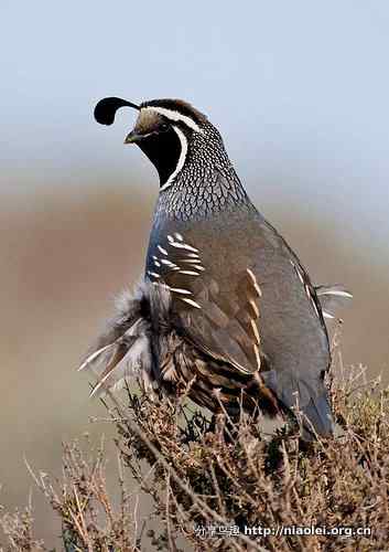 头戴逗号的鸟——加州鹌鹑Callipepla californica雄鸟