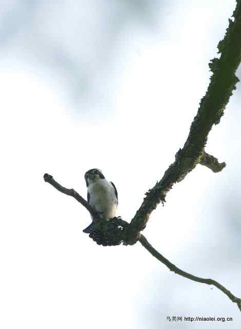 世界上最小的猛禽 白腿小隼