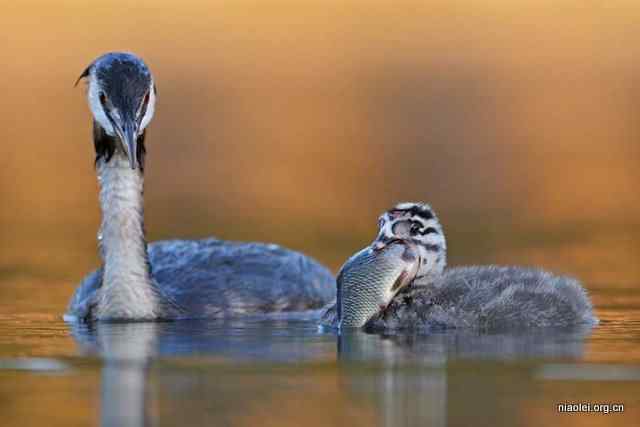 凤头 蛇吞象
