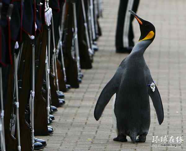 路透社年度精彩动物图片之挪威爵士