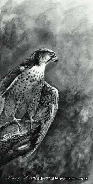 黑白素描猛禽