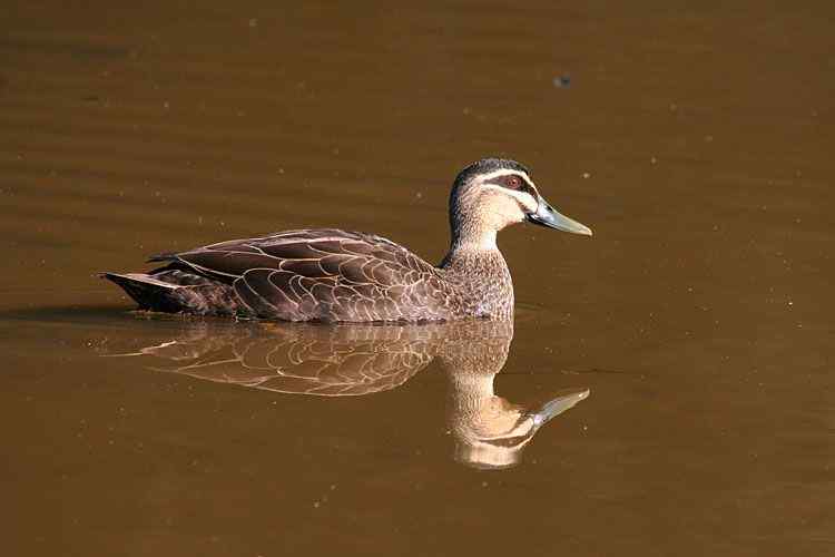 在澳洲拍鸟：澳大利亚的鸭子