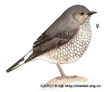 红尾鸲与蓝尾鸲