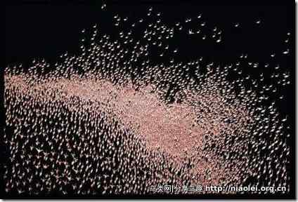 国家地理摄影:火烈鸟