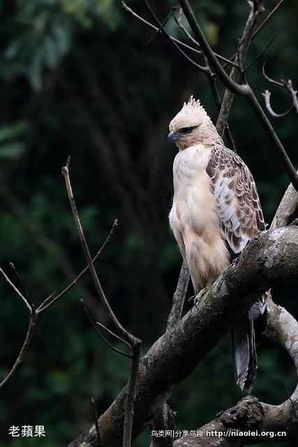 台湾最大的猛禽 熊鹰(赫氏角鹰)