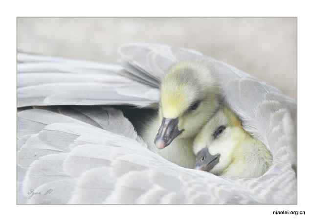 妈妈怀里好温暖