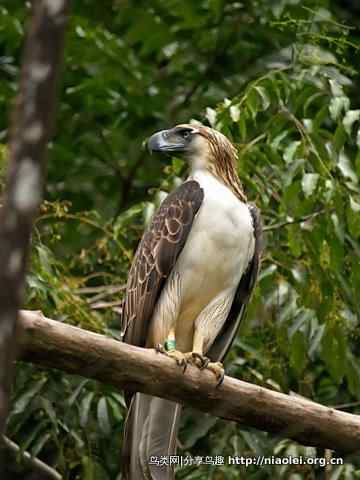狮子头型的大鸟－－菲律宾国鸟食猿雕