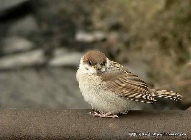 秋天里的小麻雀