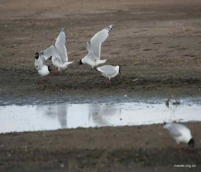 遗鸥，遗落之鸥