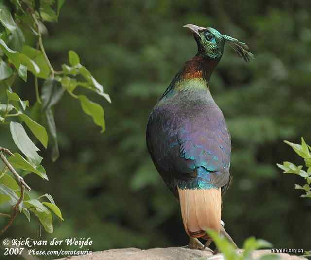 九色鸟 棕尾虹雉