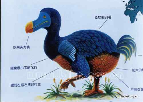 渡渡鸟图片大全