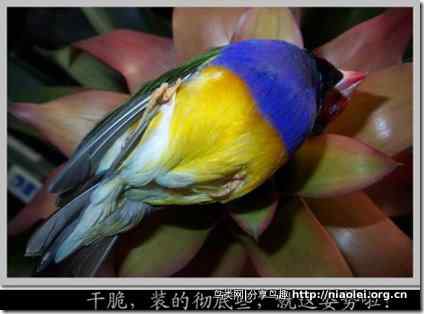 七彩文鸟装死逃生