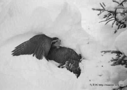 [组图]苍鹰吃松鼠吃兔子