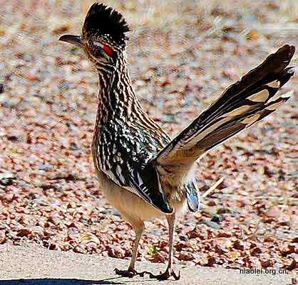 超级计算机: 走鹃 (Roadrunner) 