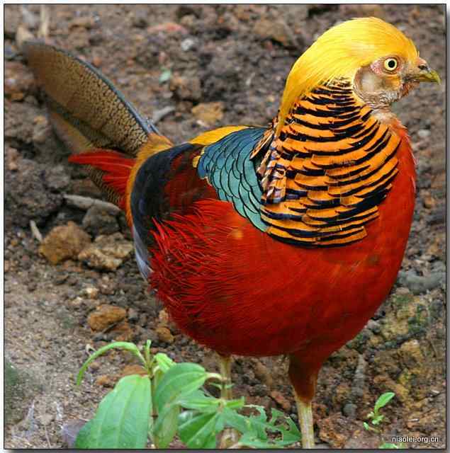 红腹锦鸡图片一张，美死了