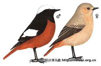 红尾鸲与蓝尾鸲