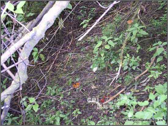 生命奇观：墨西哥“蝴蝶谷”的美洲帝王蝶