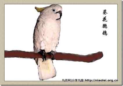 笼养鸟：鹦鹉类