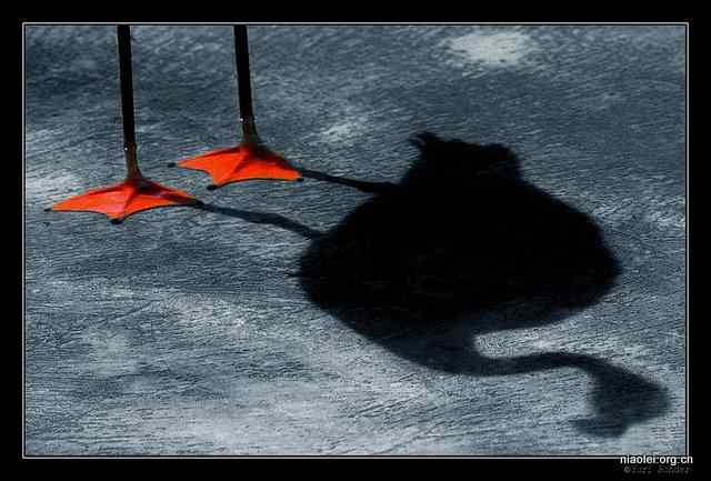 Picture talk 9:看腿识鸟