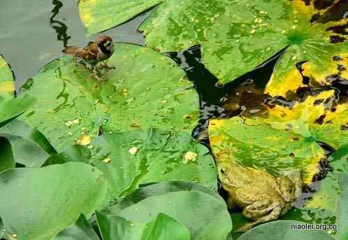 牛蛙吞吃麻雀 物种入侵可不是闹着玩的
