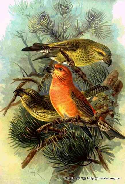 英国本土鸟类 南方失守节节败退