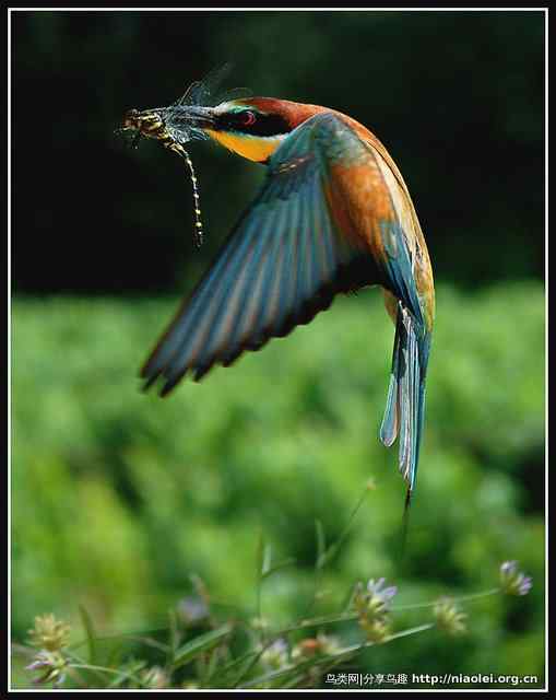 黄喉蜂虎捕捉蜻蜓一瞬间