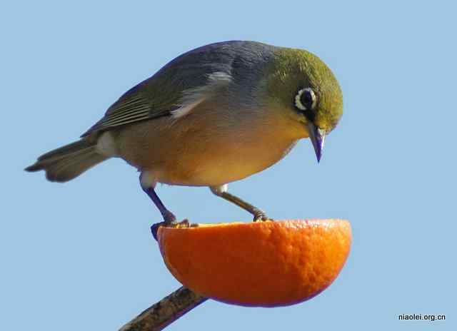 赏橘的新西兰绣眼