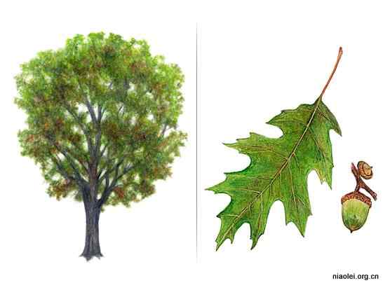 美国50州的州徽、州花、州树、州鸟(下)