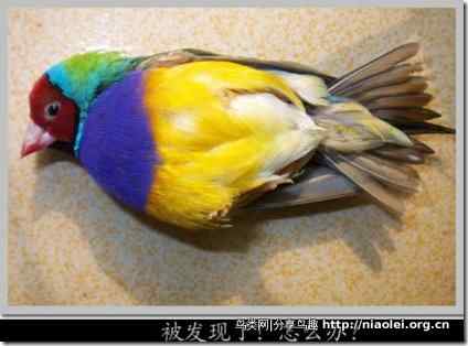 七彩文鸟装死逃生