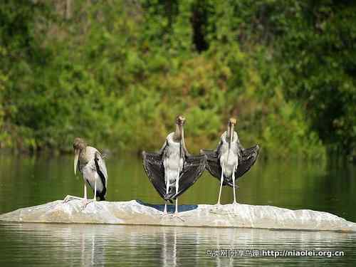 捕鱼的三只大蓝鹭