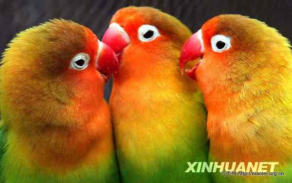 南京红山森林动物园的美丽鹦鹉