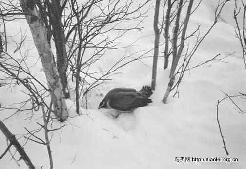 [组图]苍鹰吃松鼠吃兔子