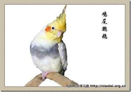 笼养鸟：鹦鹉类