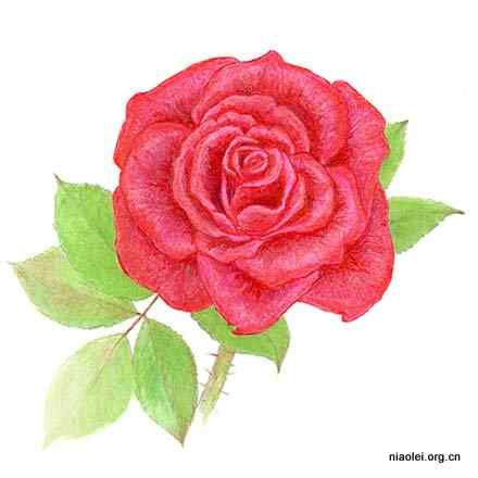 美国50州的州徽、州花、州树、州鸟(下)