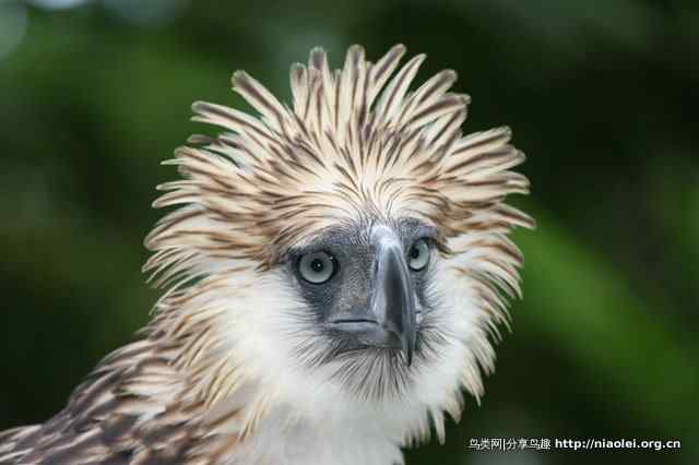 狮子头型的大鸟－－菲律宾国鸟食猿雕