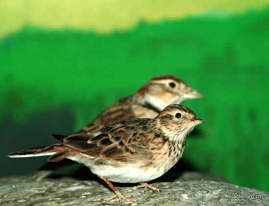 美国50州的州徽、州花、州树、州鸟(下)