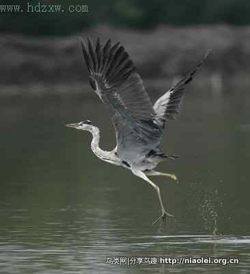 鸟坚强——断腿苍鹭
