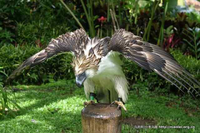 狮子头型的大鸟－－菲律宾国鸟食猿雕