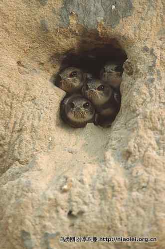 崖沙燕——崖洞建筑师