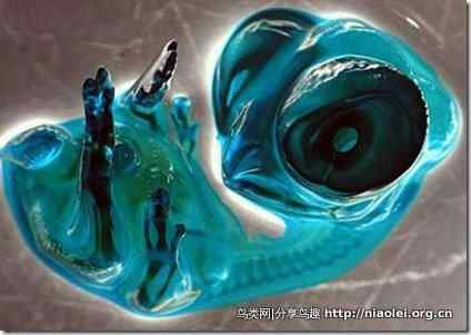 实拍外星人貌似鸡胚胎