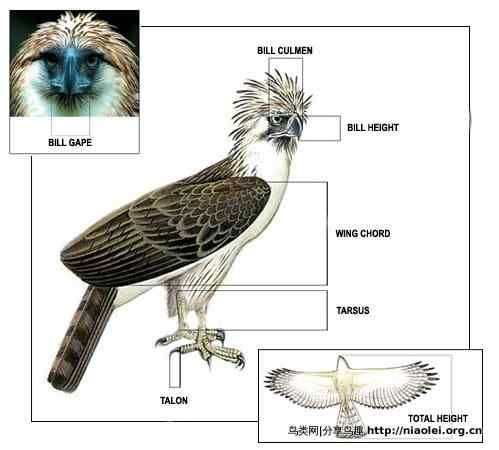 狮子头型的大鸟－－菲律宾国鸟食猿雕