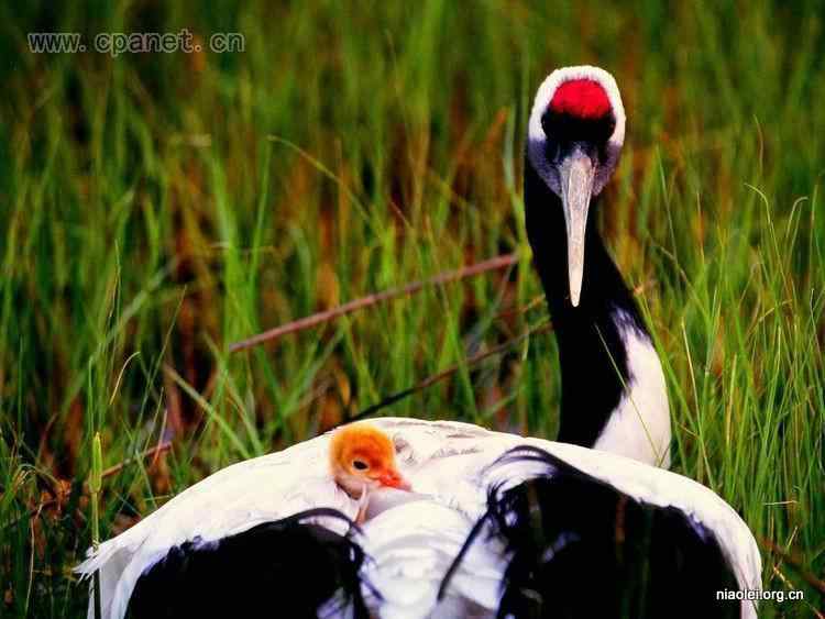 中国著名丹顶鹤摄影家沈立华遗作 中国著名丹顶鹤摄影家沈立华遗作