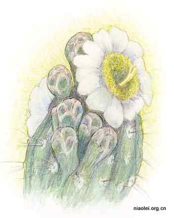 美国50州的州徽、州花、州树、州鸟(上)