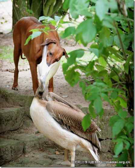 无所不能的鹈鹕